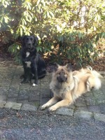 /album/bjergbakkens-dyreklinik/unnamed-5-jpg/